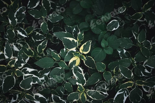 Preview: A background with an abstract design and a close-up texture of green leaves.