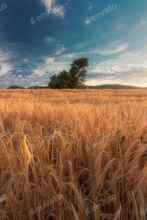 Preview: Wheat Field In The Sunset 4