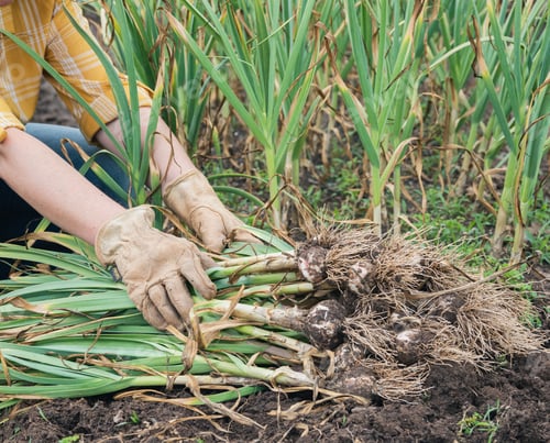Preview: Garlic harvest
