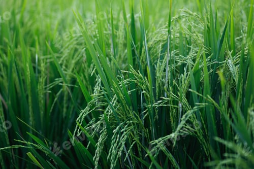 Preview: Young green rice plants in the field