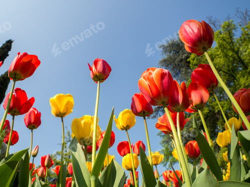 Preview: Red and Yellow tulips