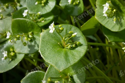 Preview: Fresh flowering winter purslane plants close up