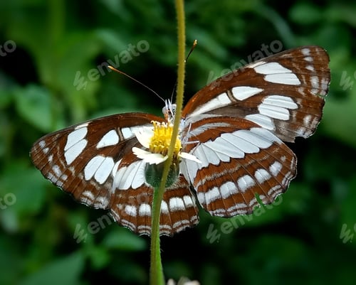 Preview: Butterfly