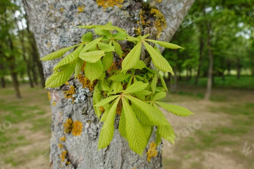 Preview: Tree with lush green leaves and a covering of moss and lichens