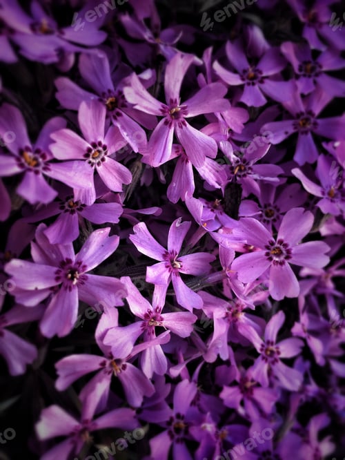 Preview: Purple flowering plants
