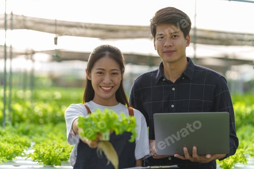 Preview: Using laptop pc, Young asian farmer in celery and green oak salad hydroponic farm, smart farmer.
