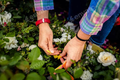 Preview: Close up of women hands selecting roses for pollination to create a new variety.