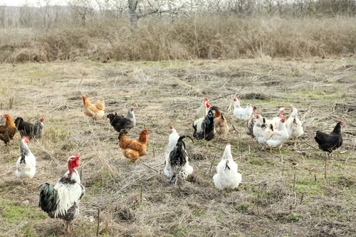 Preview: Flock of chickens and roosters in countryside