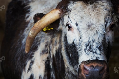 Preview: Livestock, a longhorn cow, close up of the head and one large horn.
