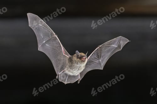 Preview: Whiskered Bat flying in Natural Environment