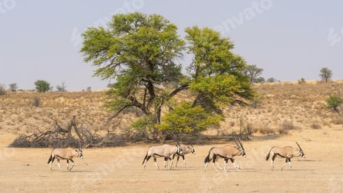 Preview: Gemsbok Herd