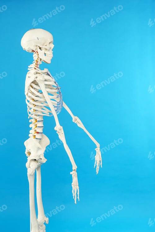 Preview: Artificial human skeleton model on blue background