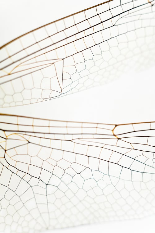 Preview: Delicate Dragonfly Wing Detail on White Background