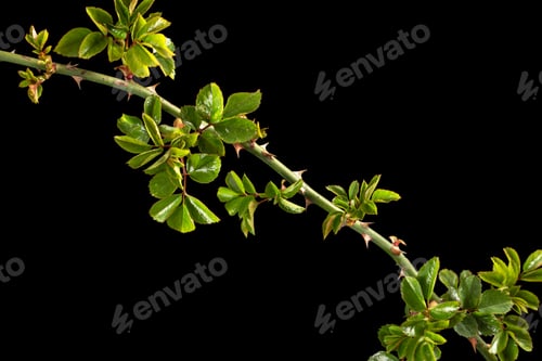 Preview: Twig of rose with young green leaves and thorns, isolated on black background