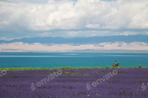 Preview: A lavender field on the shore with a person on the horse at a distance on blue sea background