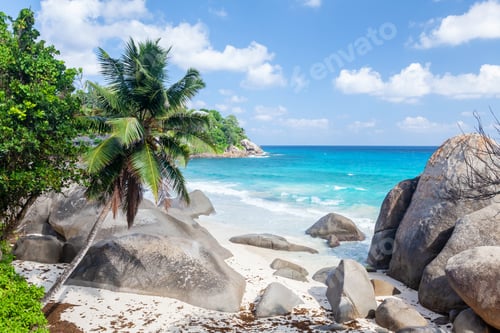 Preview: Tropical beach with palm trees