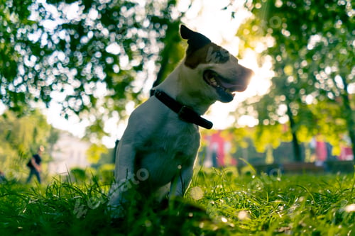 Preview: portrait of an active playful jack russell terrier dog on a walk in the park