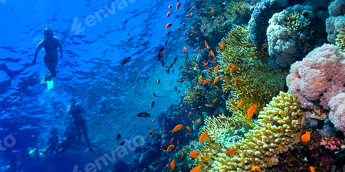 Preview: Underwater Landscape, Red Sea