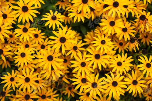 Preview: Spring flowers. Yellow color. Plants as a background.