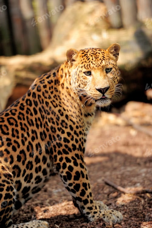 Preview: Leopard