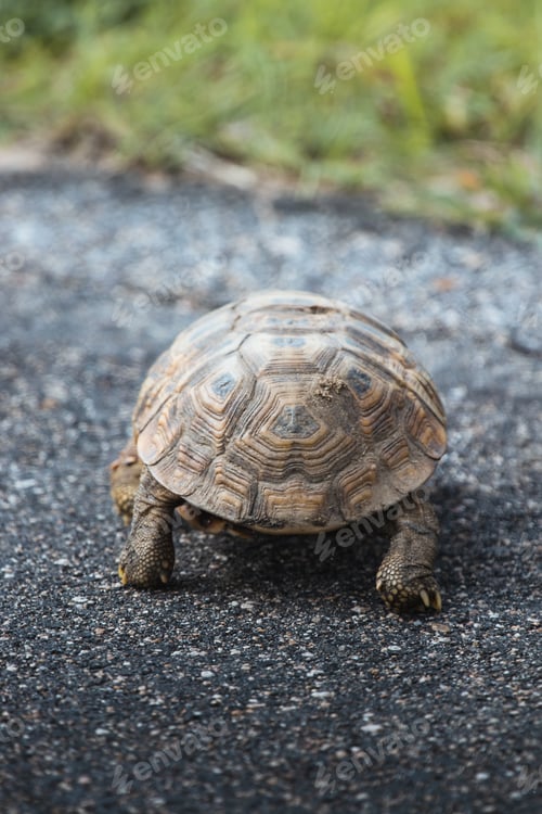 Preview: Turtle in the road in the Kruger National safari park in South Africa