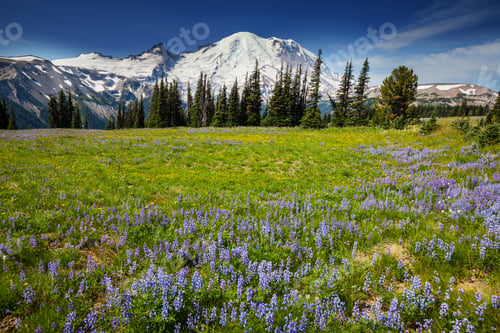 Preview: Mt Rainier