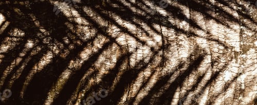 Preview: Tree bark background.
