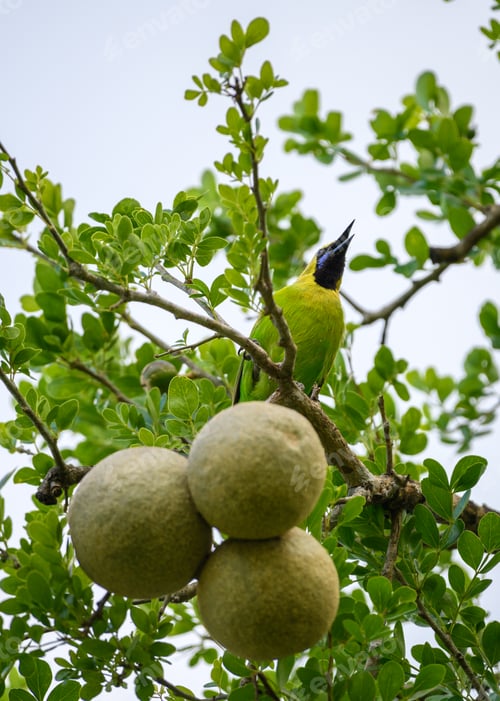 Preview: Jerdon's leafbird (Chloropsis Jerdoni) perch on a wood-apple tree, Spotted in Dry zone Hambantota.