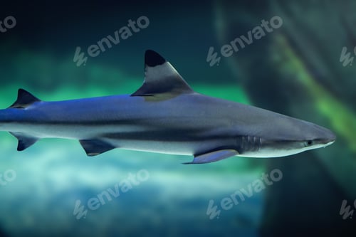 Preview: Blacktip Shark (Carcharhinus limbatus) underwater
