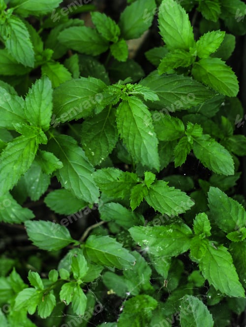 Preview: Mint - Bushes Green Saplings. Food Background