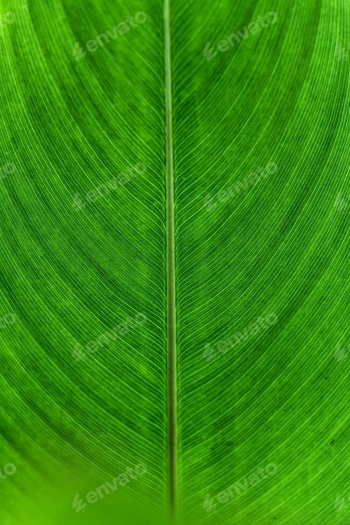Preview: Symmetry vein texture green leaf of monocot plant natural background