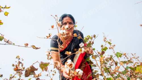 Preview: Indian woman harvesting cotton in a cotton field.