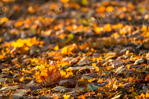 Preview: Leafy forest path in autumn