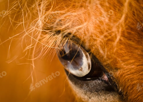 Preview: The blue grey eye of a red coloured horse, macro, detail, closeup