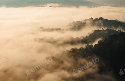 Preview: Fog with trees and forest high angle nature