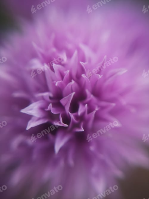 Preview: Macro of chive flower