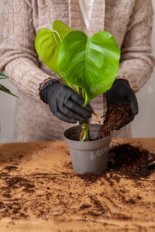 Preview: Repotting a Monstera Plant at Home