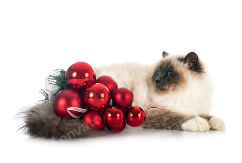 Preview: birman cat in studio