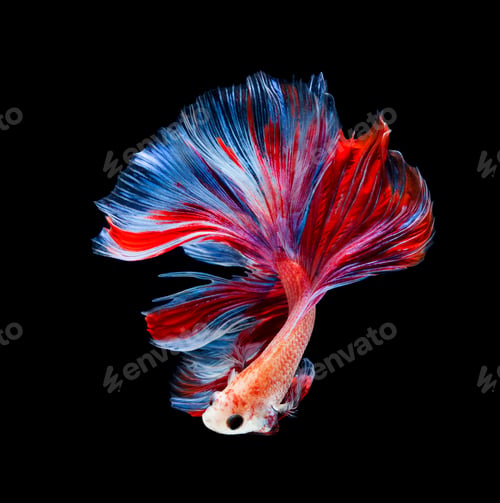 Preview: Betta fish, siamese fighting fish, betta splendens isolated on black background