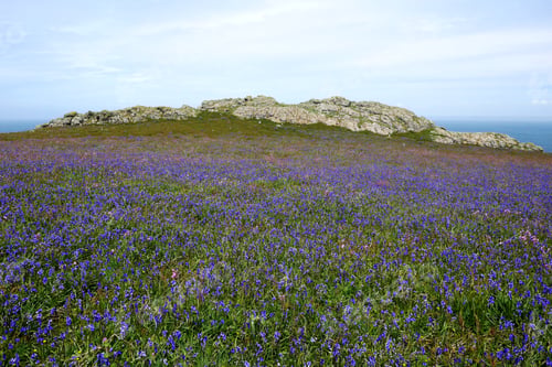 Preview: Skomer Island