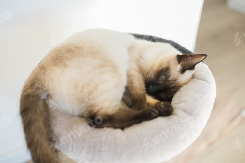Preview: Portrait of elegant beige Siamese cat lying with blue eyes. Pet sits comfortably. Sleek well-groomed