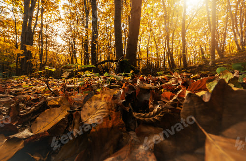 Preview: Scenic Autumn Woodland Landscape