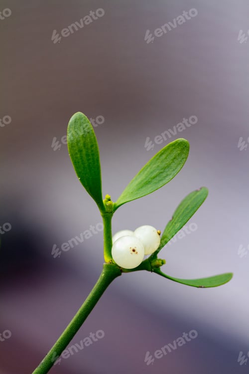 Preview: Vertical shot of mistletoe under the sunlight with a blurry background