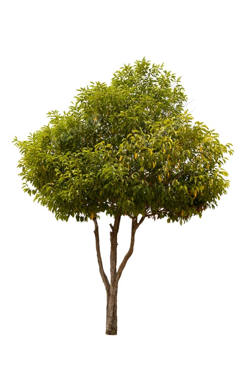 Preview: A big tree isolated on white background