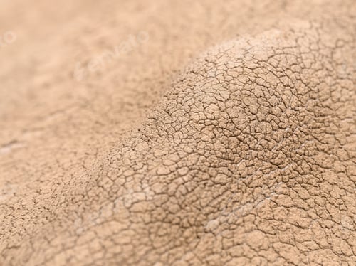 Preview: Rhino skin detail close up macro texture outdoors