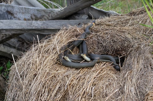 Preview: A ball of three snakes is in a haystack or straw. Two of them are looking at the camera