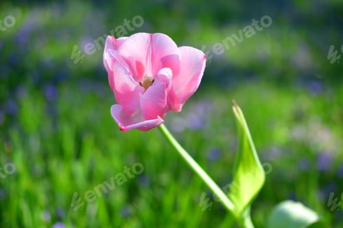 Preview: Pink tulips in the early morning sunshine with purple violets in the background