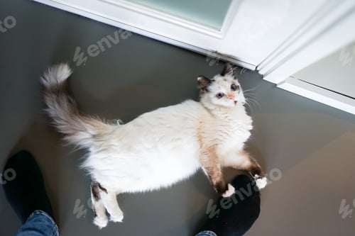 Preview: Ragdoll kitty laying on the floor. Top view and grey background