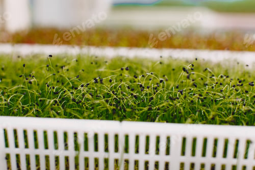 Preview: Heap of beet micro greens in a boxes