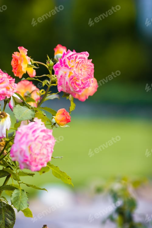 Preview: Fresh colorful blooming colorful roses in spring garden